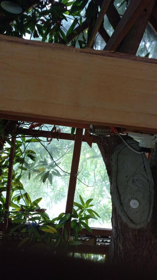 Treehouse Above The Beach Port Antonio Eksteriør billede